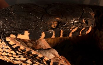 Media type: image;   Herpetology R-118928